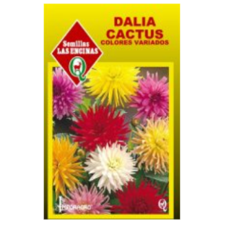 Dalia Cactus