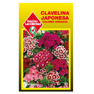 Clavelina Japonesa