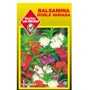 Balsamina