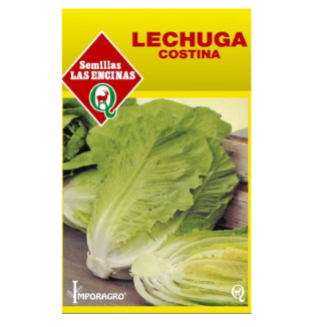 Lechuga Costina