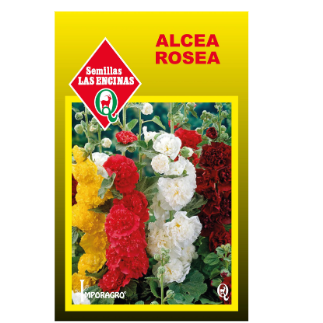 Alcea Rosea